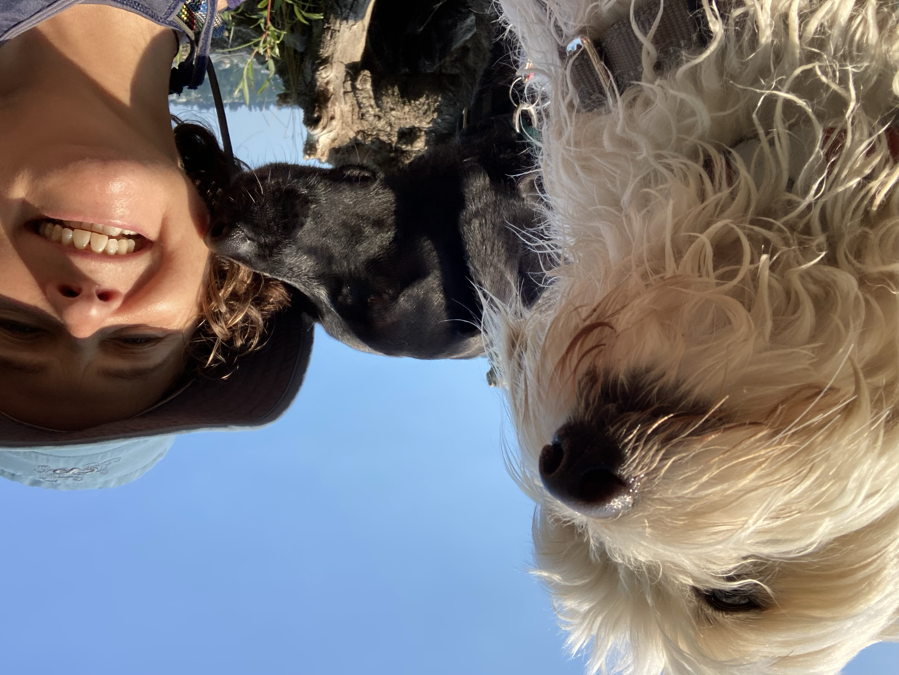 Dogs jumping together
