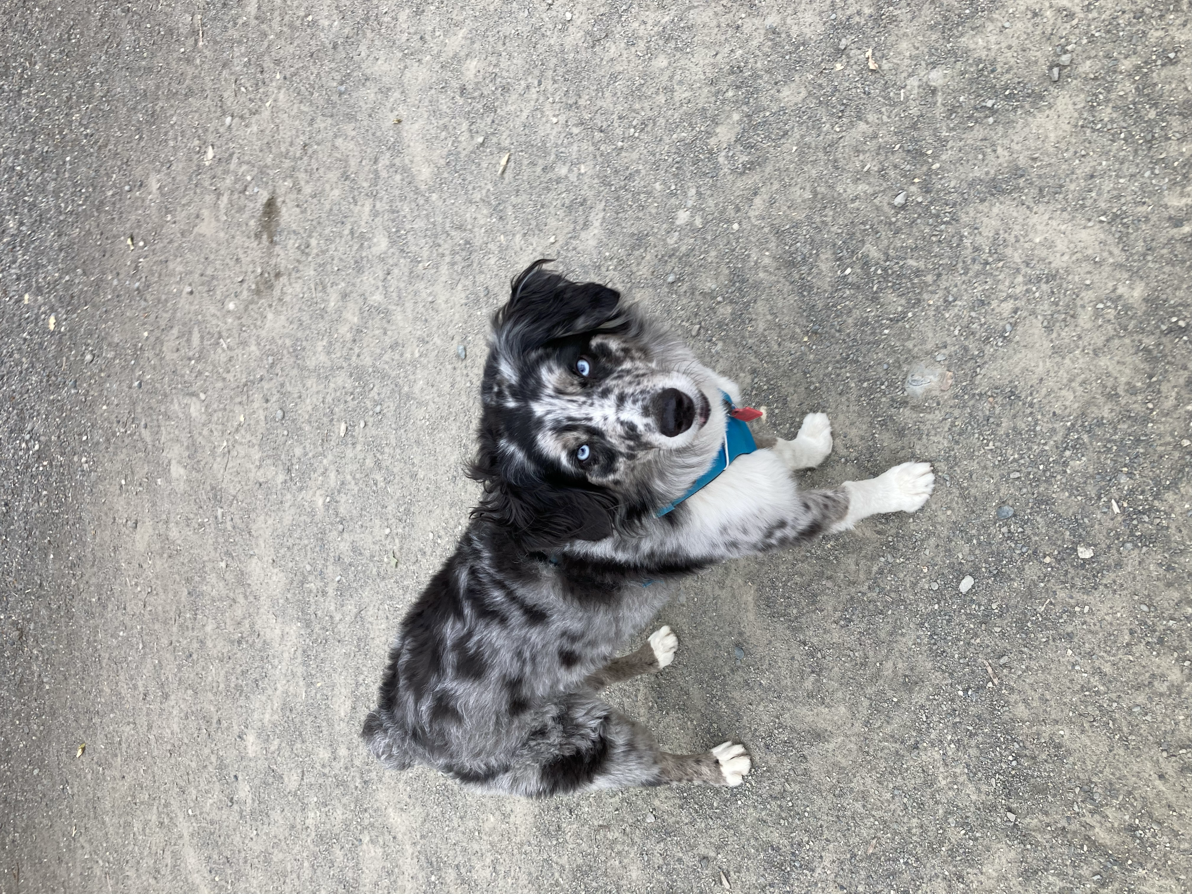 Adventure buddy