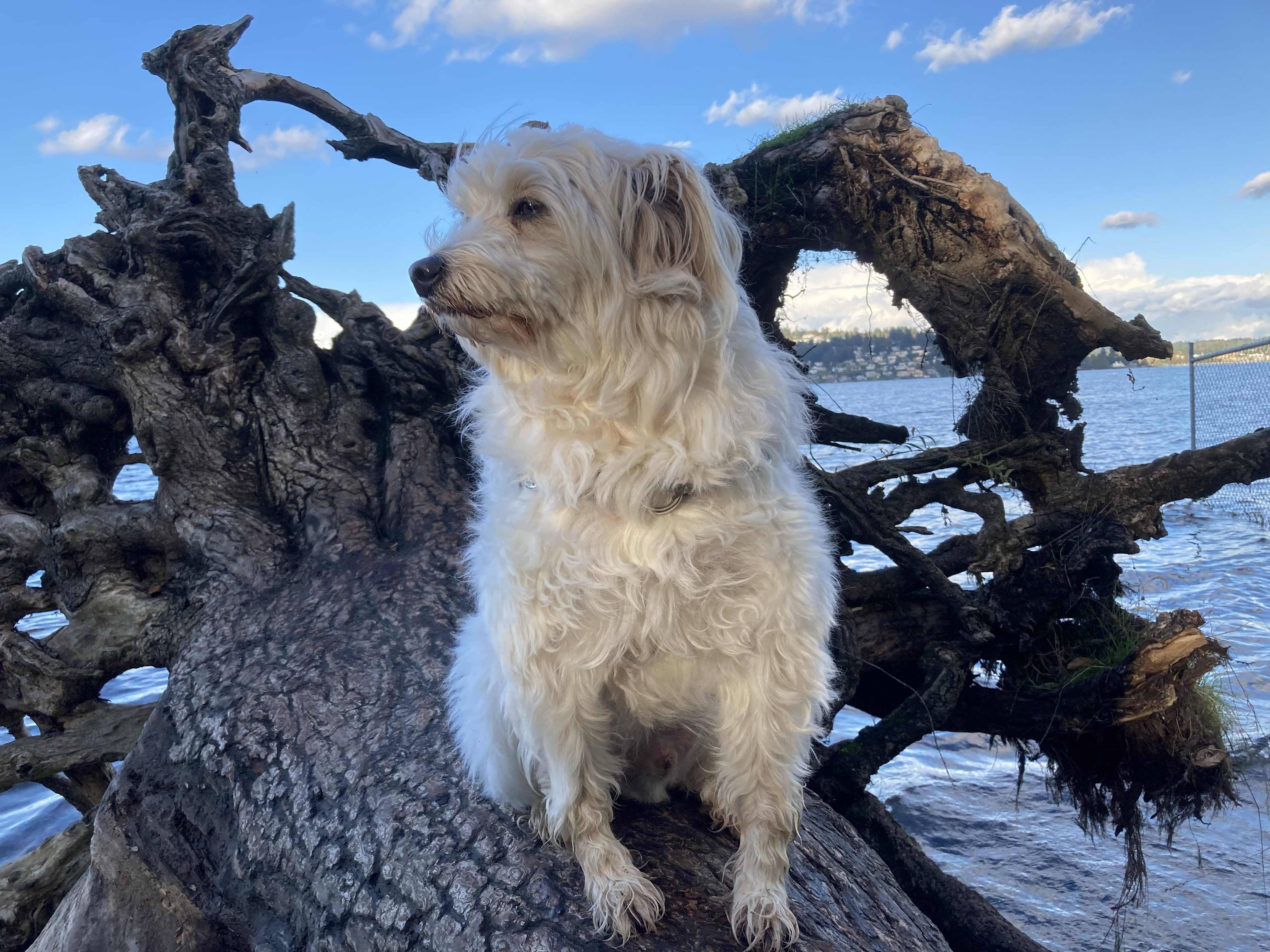 Sunlit romp