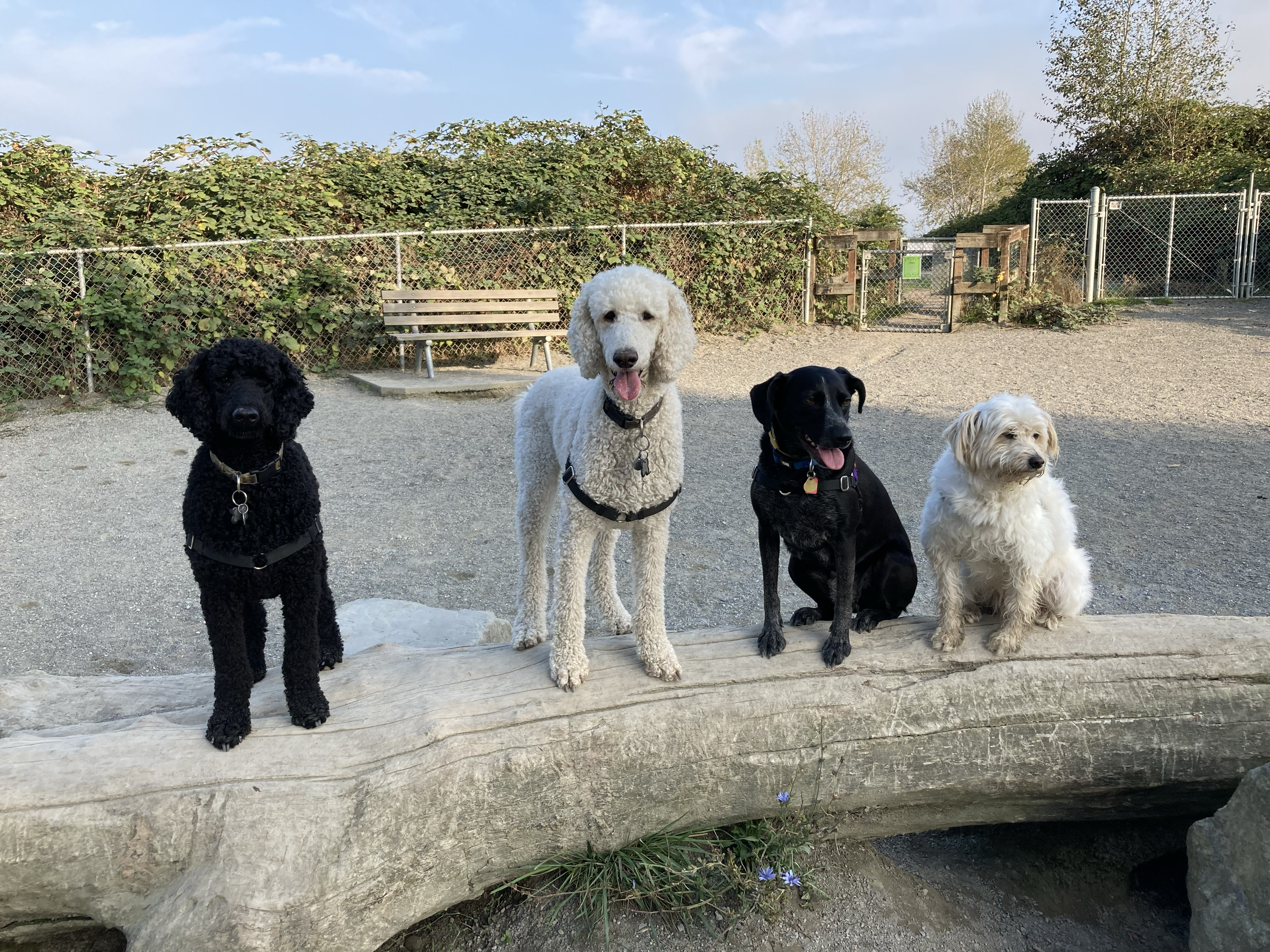 Group fetch